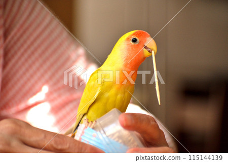 A cockatiel playing with a toothpick 115144139