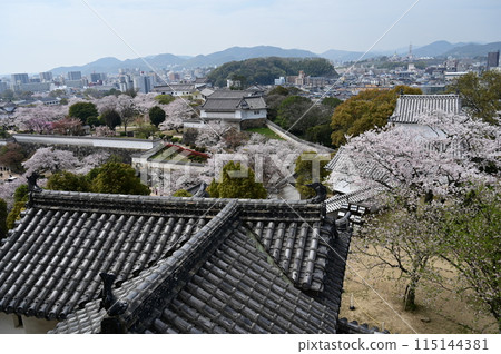 櫻花季與百間迴廊(世界文化遺產姬路城) 櫻花季與百間迴廊(世界文化遺產姬路城) 115144381