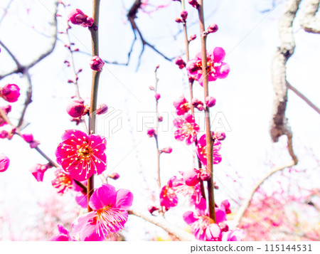 Red plum blossoms in full bloom heralding the arrival of spring Red plum blossoms in full bloom heralding the arrival of spring 115144531