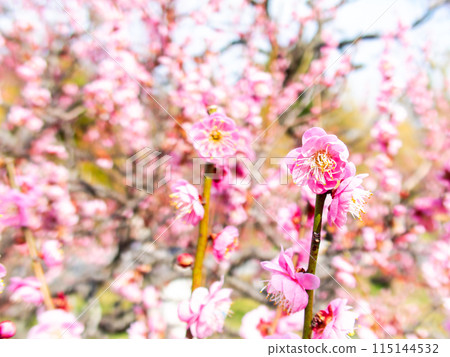 Red plum blossoms in full bloom heralding the arrival of spring Red plum blossoms in full bloom heralding the arrival of spring 115144532