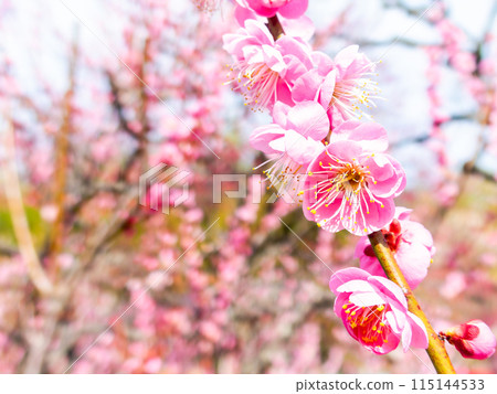 Red plum blossoms in full bloom heralding the arrival of spring Red plum blossoms in full bloom heralding the arrival of spring 115144533