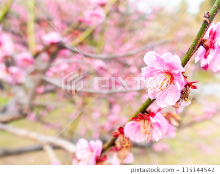 紅梅盛開，預示著春天的到來 115144542