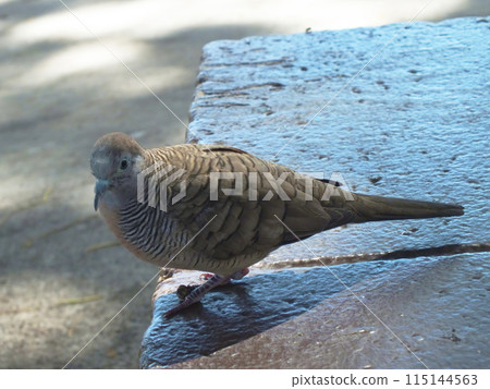 蝴蝶屁股 115144563