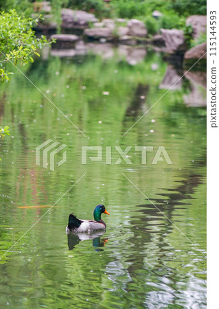 Goryutan Pond Goryutan Pond 115144593