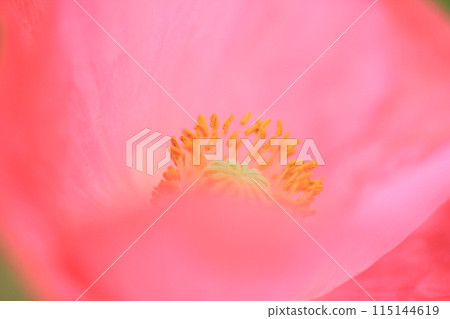 Poppy Poppy 115144619