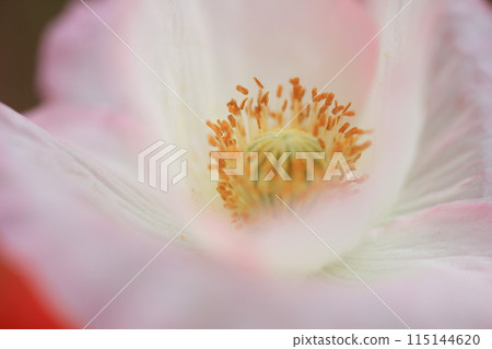 Poppy Poppy 115144620