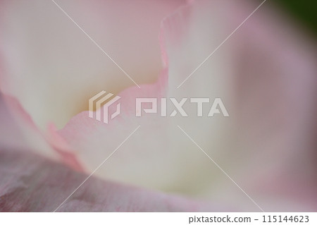Poppy Poppy 115144623