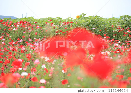 Poppy Poppy 115144624