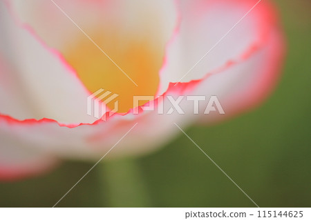 Poppy Poppy 115144625