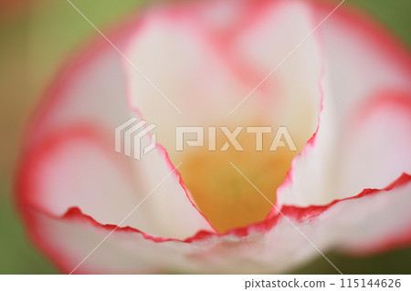 Poppy Poppy 115144626