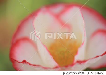 Poppy Poppy 115144627