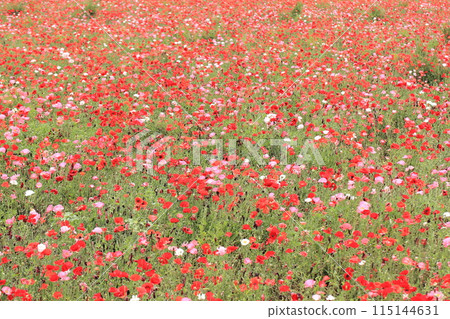 Poppy Poppy 115144631