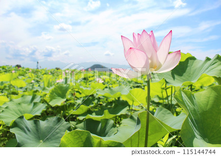Lotus flowers blooming in a lotus field and blue sky 115144744