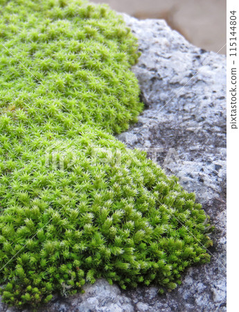 Moss and stone 115144804