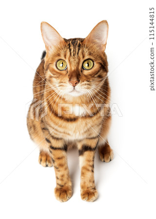 Full length Bengal cat isolated on white background. 115144815