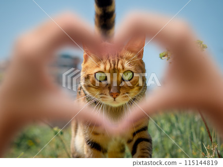 Walking Bengal cat outdoors. 115144819