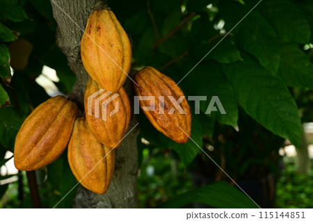 有成熟可可豆莢的溫室 有成熟可可豆莢的溫室 115144851
