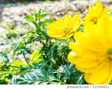 Pretty and beautiful Adonis ramosa heralding the arrival of spring 115144911