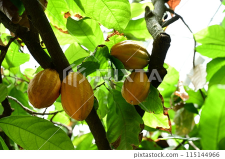 有成熟可可豆莢的溫室 115144966