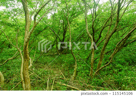 Mangrove forest plants Mangrove forest plants 115145106