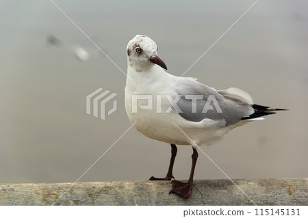 Sea gull sits on fence near seafront 115145131