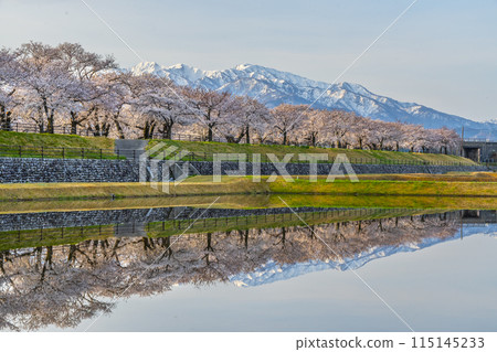 "Spring Quartet" is a seasonal feature of spring in Asahi Town, Toyama Prefecture. The cherry blossoms along the Funagawa River and the pristine Japanese scenery reflected in the rice fields. 115145233
