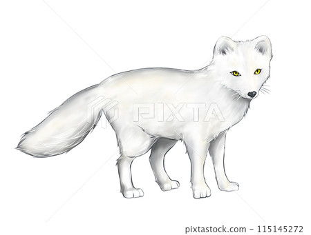 白色皮毛的北極狐 115145272