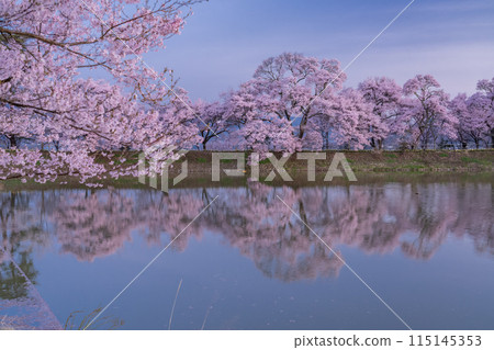 《長野縣》櫻花季的六道堤防和著名的賞櫻勝地 《長野縣》櫻花季的六道堤防和著名的賞櫻勝地 115145353