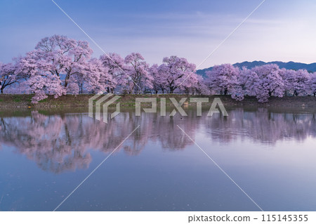 《長野縣》櫻花季的六道堤防和著名的賞櫻勝地 《長野縣》櫻花季的六道堤防和著名的賞櫻勝地 115145355