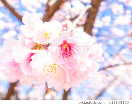 河津櫻花盛開，沐浴著初春的光輝 115145363