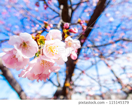 河津櫻花盛開,沐浴著初春的光輝 河津櫻花盛開,沐浴著初春的光輝 115145379