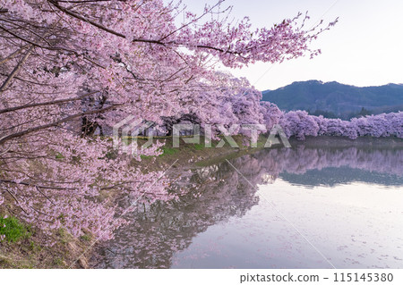 <Nagano Prefecture> Rokudo-no-tsutsumi cherry blossom viewing spot during the cherry blossom season <Nagano Prefecture> Rokudo-no-tsutsumi cherry blossom viewing spot during the cherry blossom season 115145380