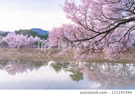 <Nagano Prefecture> Rokudo-no-tsutsumi cherry blossom viewing spot during the cherry blossom season 115145394