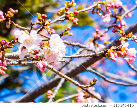 Kawazu cherry blossoms in full bloom bathed in the light of early spring Kawazu cherry blossoms in full bloom bathed in the light of early spring 115145410