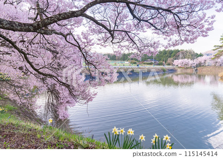 <Nagano Prefecture> Rokudo-no-tsutsumi cherry blossom viewing spot during the cherry blossom season 115145414