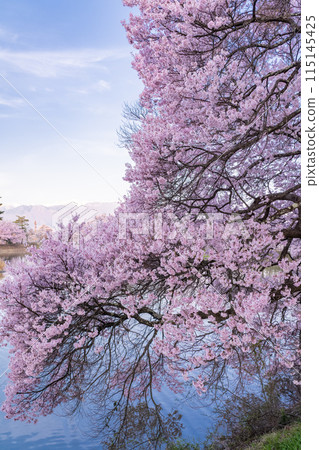 <Nagano Prefecture> Rokudo-no-tsutsumi cherry blossom viewing spot during the cherry blossom season 115145425