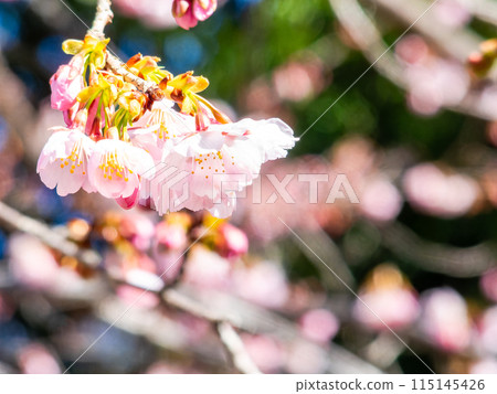 河津櫻花盛開，沐浴著初春的光輝 115145426