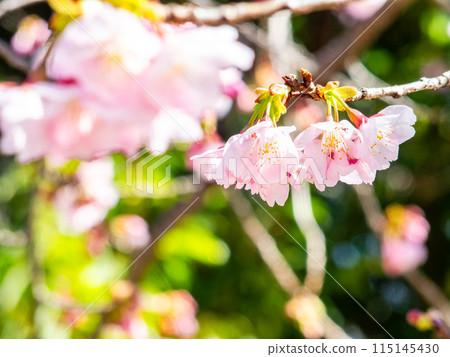 河津櫻花盛開，沐浴著初春的光輝 115145430