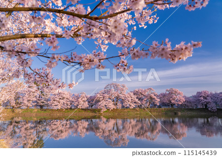 <Nagano Prefecture> Rokudo-no-tsutsumi cherry blossom viewing spot during the cherry blossom season 115145439
