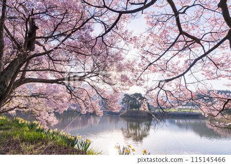 <Nagano Prefecture> Rokudo-no-tsutsumi cherry blossom viewing spot during the cherry blossom season 115145466
