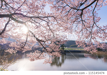 《長野縣》櫻花季的六道堤防和著名的賞櫻勝地 115145474