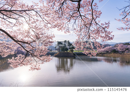 <Nagano Prefecture> Rokudo-no-tsutsumi cherry blossom viewing spot during the cherry blossom season 115145476