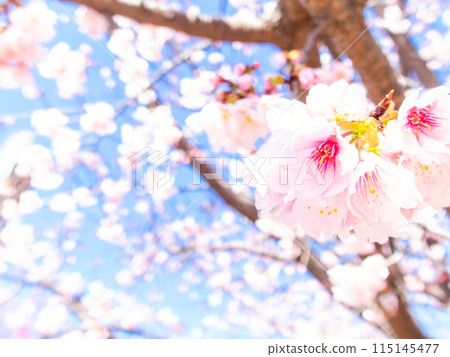 Kawazu cherry blossoms in full bloom bathed in the light of early spring 115145477