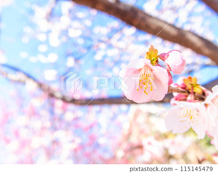 Kawazu cherry blossoms in full bloom bathed in the light of early spring 115145479