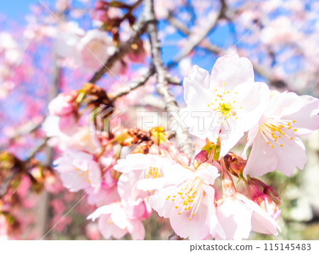 Kawazu cherry blossoms in full bloom bathed in the light of early spring Kawazu cherry blossoms in full bloom bathed in the light of early spring 115145483
