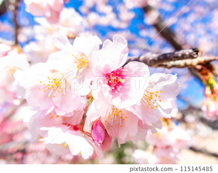 河津櫻花盛開，沐浴著初春的光輝 115145485