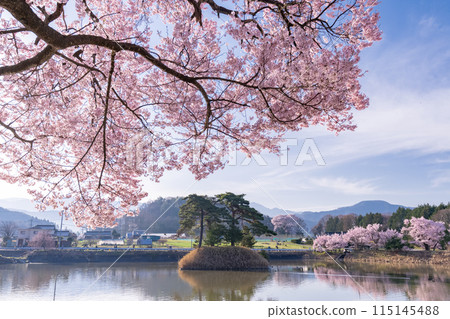 <Nagano Prefecture> Rokudo-no-tsutsumi cherry blossom viewing spot during the cherry blossom season <Nagano Prefecture> Rokudo-no-tsutsumi cherry blossom viewing spot during the cherry blossom season 115145488