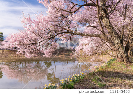 《長野縣》櫻花季的六道堤防和著名的賞櫻勝地 《長野縣》櫻花季的六道堤防和著名的賞櫻勝地 115145493