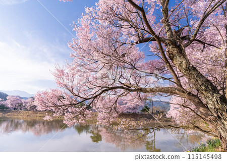 <Nagano Prefecture> Rokudo-no-tsutsumi cherry blossom viewing spot during the cherry blossom season <Nagano Prefecture> Rokudo-no-tsutsumi cherry blossom viewing spot during the cherry blossom season 115145498