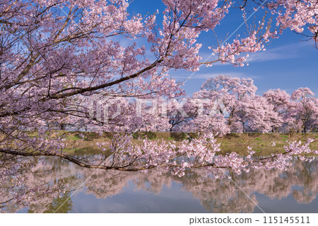 <Nagano Prefecture> Rokudo-no-tsutsumi cherry blossom viewing spot during the cherry blossom season 115145511